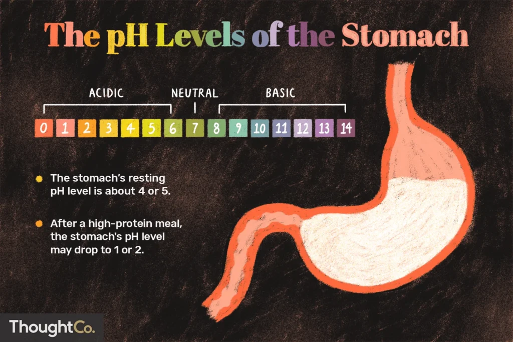 10 Important functions of proteins in Body