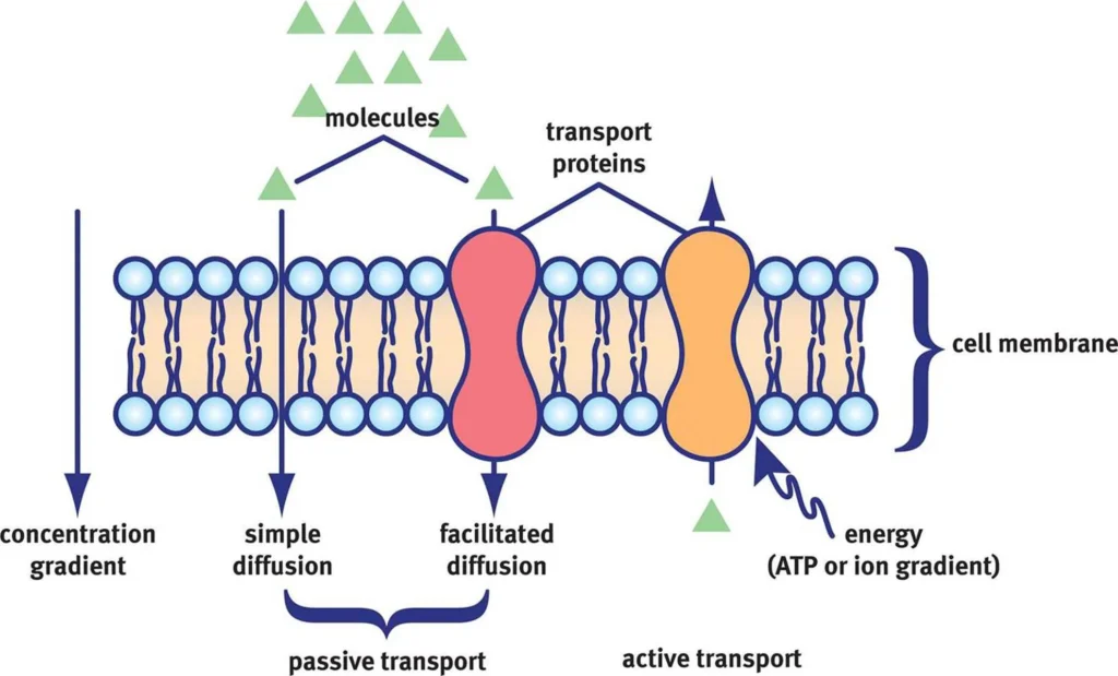 10 Important functions of proteins in Body