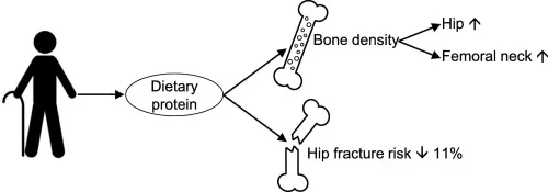 10 Important functions of proteins in Body