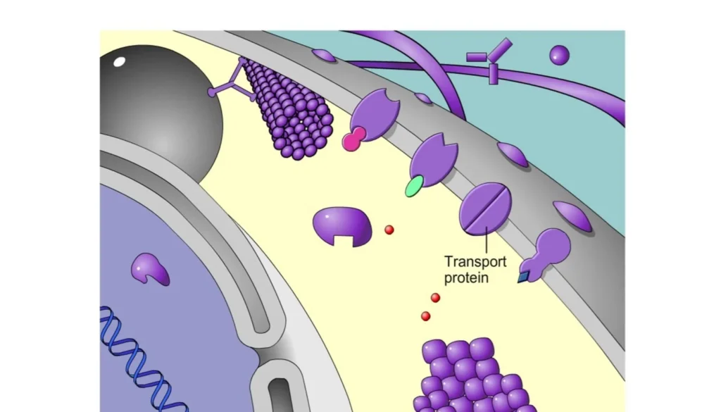 10 Important functions of proteins in Body