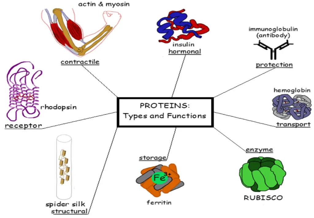 10 Important functions of proteins in Body